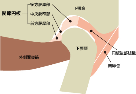 顎関節