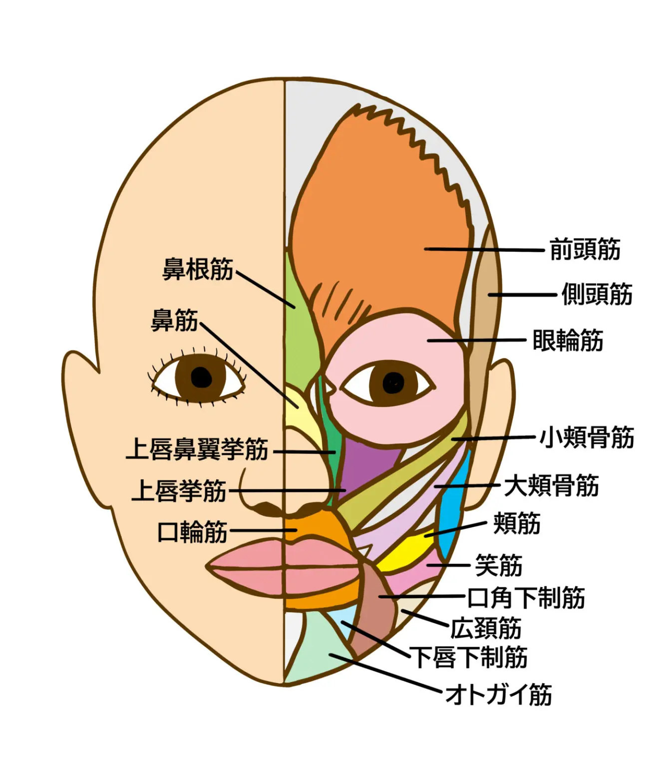 上唇 挙 筋