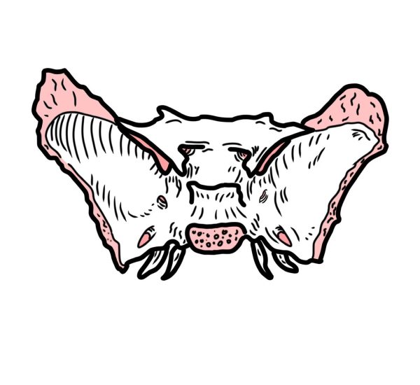蝶形骨
